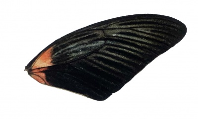 P RUMENZOVIA FRONT WING